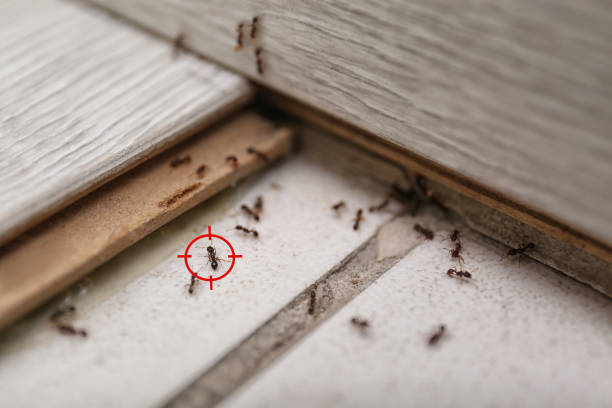 Best Bed Bug Extermination  in Fort Gibson, OK